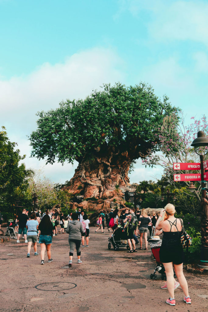 Tree of Life at Disney's Animal Kingdom.